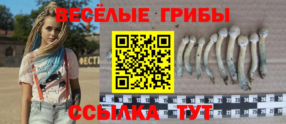 купить закладку  Вход с VPN  Пенза  Псилоцибиновые грибы Psilocybine cubensis 